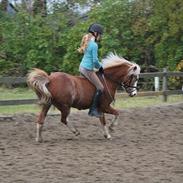 Welsh Mountain (sec A) Gærshøjs Flik Flak (Part)