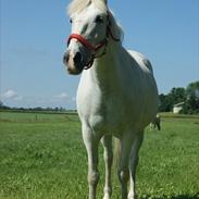 Anden særlig race Dunja (gammel part)