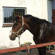 Anden særlig race Marquis'Grisen <3