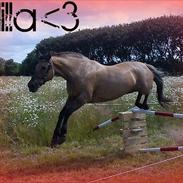 Anden særlig race Frk. Smilla  *SOLGT*