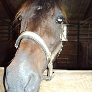 Traver River Krobak (himmel hest)