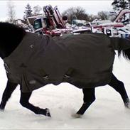 Traver River Krobak (himmel hest)