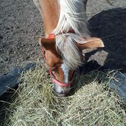 Haflinger Fenja