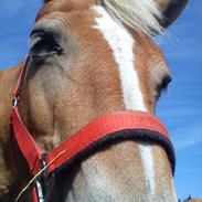 Haflinger Fenja