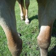 Haflinger Fenja