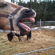 Haflinger Fenja