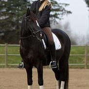 New Forest Princess Beauty