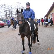 Anglo Araber (AA) G, ZARA  TROLDHØJ