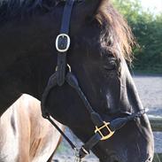 Hollandsk Varmblod Zeus E