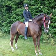 Welsh Cob (sec D) Mister Hougård B-PONY
