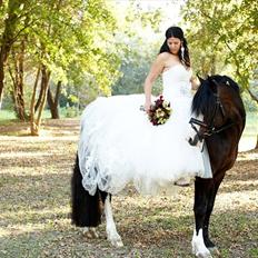 Welsh Cob (sec D) Camina's Maccoy SOLGT