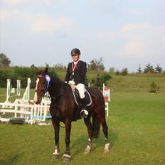 Dansk Varmblod Constantin