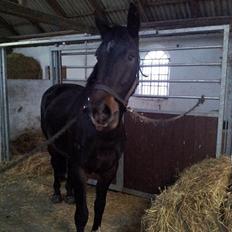 Oldenborg Verona Uhregaard