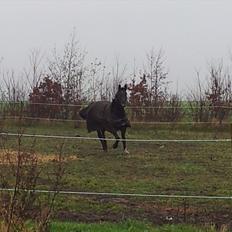 Oldenborg Verona Uhregaard