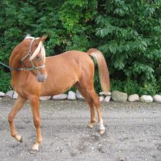 Arabisk fuldblod (OX) Alim ibn ibn washa ox