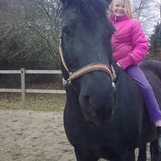 Merens de Cheval grillon