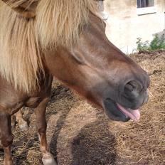 Anden særlig race Anton (den søde ''rullepølse'')