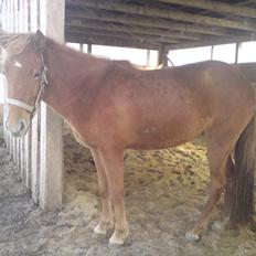 Islænder Ödlingur fra Vrønding