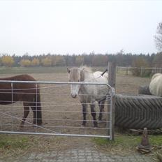 Islænder Ödlingur fra Vrønding