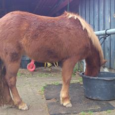 Islænder Ödlingur fra Vrønding