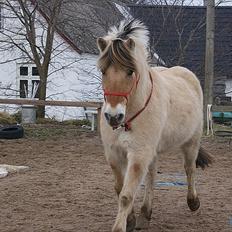 Fjordhest fønix frode