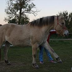 Fjordhest fønix frode