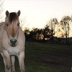 Fjordhest fønix frode