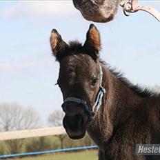 Anden særlig race Stald Flyings Migthy M Magpie