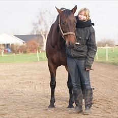 Hannoveraner Lille Per