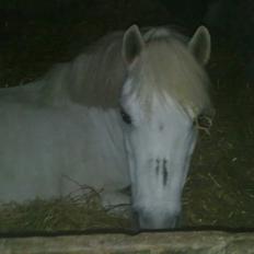 Anden særlig race Snubbi {Himmelhest}