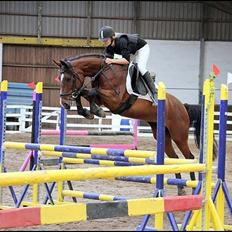 Anden særlig race Savannah