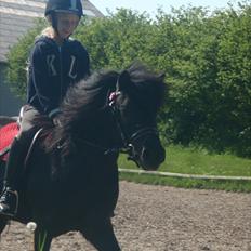 Anden særlig race Beauty 