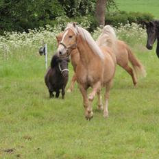 Haflinger Xander