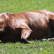 Dansk Varmblod Søndervangs Armstrong