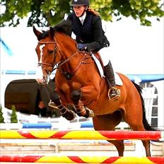 Dansk Varmblod Søndervangs Armstrong