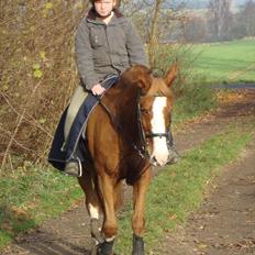 DSP Tai Tipi ( R.I.P) (hestehimmel)