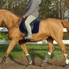 DSP Tai Tipi ( R.I.P) (hestehimmel)