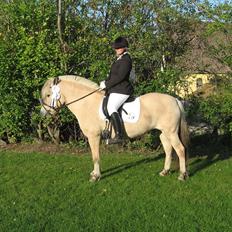 Fjordhest Chili Vårby