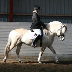 Fjordhest Chili Vårby