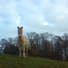 Fjordhest julia 