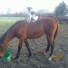 Oldenborg Stald Amour´s Jacuzzi