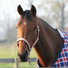 Tysk Oldenburger Total S