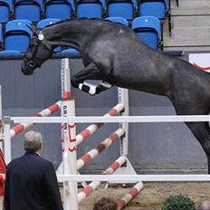 Dansk Varmblod Condoleezza H.