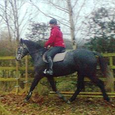 Dansk Varmblod Condoleezza H.