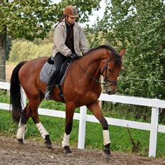 Tysk Varmblod Champion's Caspar