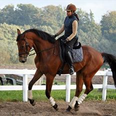 Tysk Varmblod Champion's Caspar