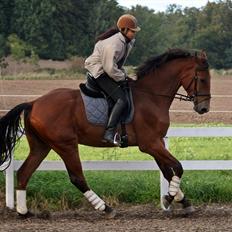 Tysk Varmblod Champion's Caspar
