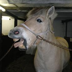 Fjordhest Bidola | Solgt!<3 |