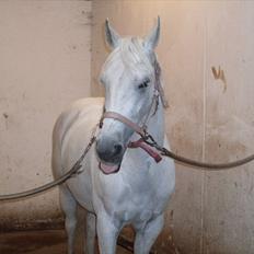 Anden særlig race - Star - (B-PONY) [HIMMEL HEST]