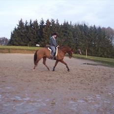 Dansk Varmblod Wixen-Noir Juelsgård